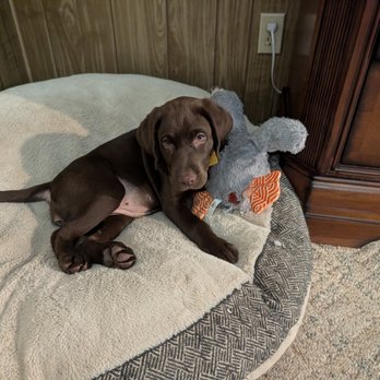Desert Labrador Retriever Rescue - Our newest addition from DLRR Penny - Animal Shelters Near Me