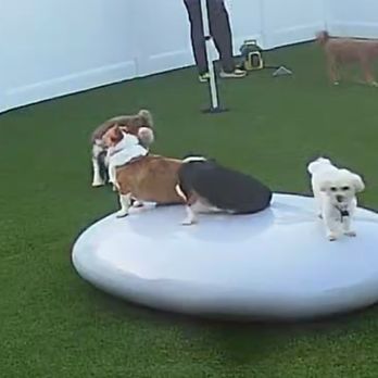Dog Den - Pet Boarding Near Me - Anaheim, California