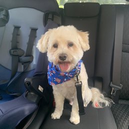 My boo after his grooming! My boo after his grooming!