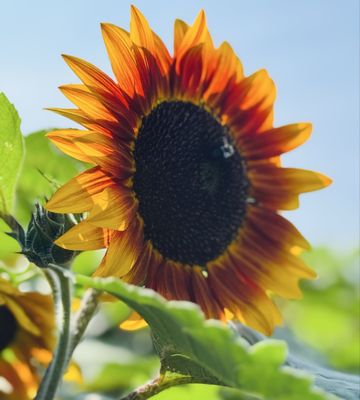 Billings Farm & Museum by null Billings Farm & Museum by null