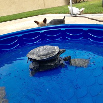 All Creatures Care Cottage - 5 red ear sliders - Veterinarians Near Me - Costa Mesa, California All Creatures Care Cottage - 5 red ear sliders - Veterinarians Near Me - Costa Mesa, California