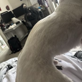 Classy Canine's Wiggle Rumps - Choppy cut and clipper marks - Pet Groomers Near Me - Castrovalley, California