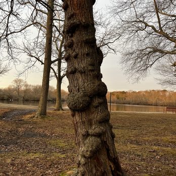 Belmont Lake State Park - Bumps look more interesting on a tree 2-12-2022 - Parks Near Me - North Babylon, New York Belmont Lake State Park - Bumps look more interesting on a tree 2-12-2022 - Parks Near Me - North Babylon, New York