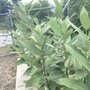 Photo of Davis Park Community Garden