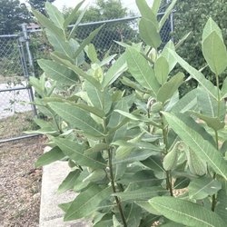 Davis Park Community Garden