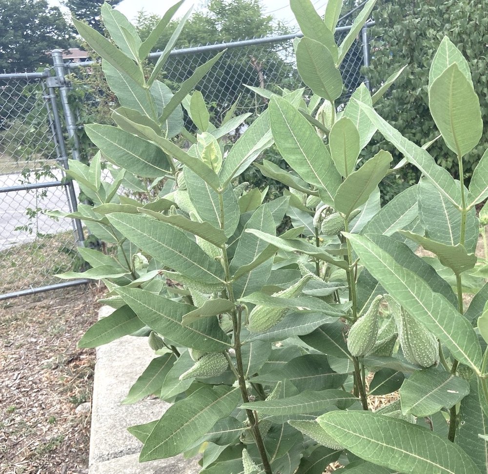 Davis Park Community Garden