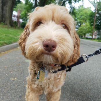 Marion's Mutts and More - Pet Sitting Near Me