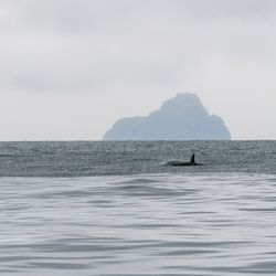 Northern Latitude Adventures - Orca