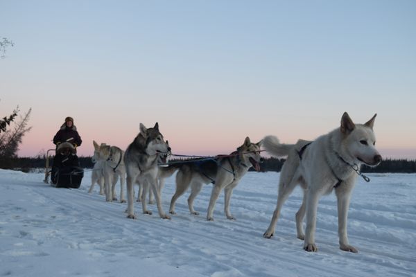 Alaska Homestead Adventures by null