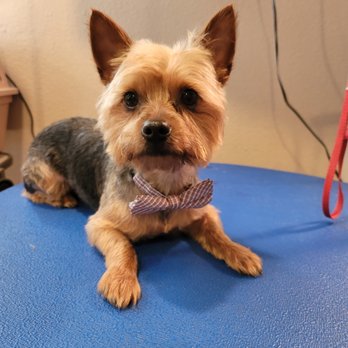 Pampered Pets Spa & Boutique - Pretty Yorkie - Pet Groomers Near Me - Oroville, California Pampered Pets Spa & Boutique - Pretty Yorkie - Pet Groomers Near Me - Oroville, California