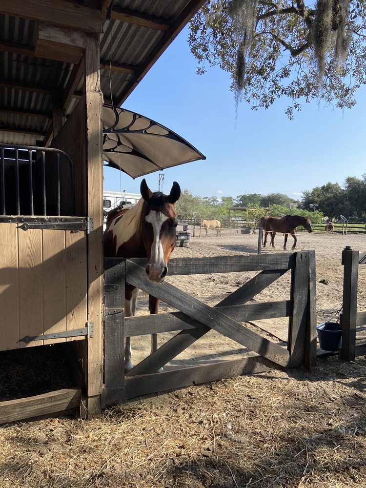 AAA EQUESTRIAN Updated September 2024 1800 Gregory Rd, Orlando