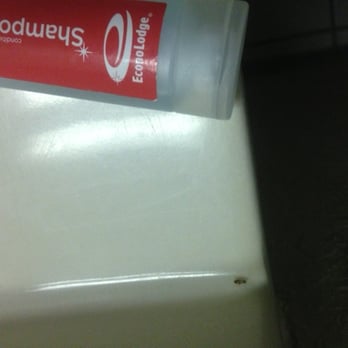 Econo Lodge - Cockroach in bathroom - Hotels Near Me - Perry, Florida Econo Lodge - Cockroach in bathroom - Hotels Near Me - Perry, Florida