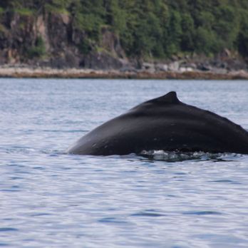 Jayleen’s Alaska - Whale Watching Tours Near Me Jayleen’s Alaska - Whale Watching Tours Near Me