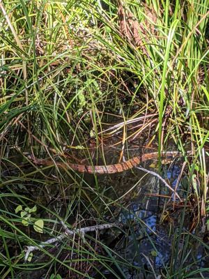 Caw Caw Interpretive Center by null