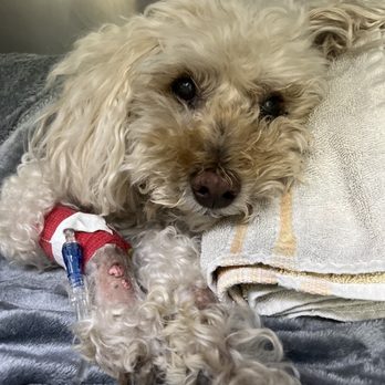 Veterinary Surgical Specialists - Boba post-surgery 6/19/23 - Veterinarians Near Me - Tustin, California Veterinary Surgical Specialists - Boba post-surgery 6/19/23 - Veterinarians Near Me - Tustin, California