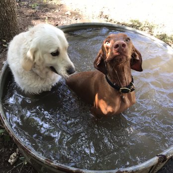 Crackerdog - Pet Sitting Near Me - Austin, Texas