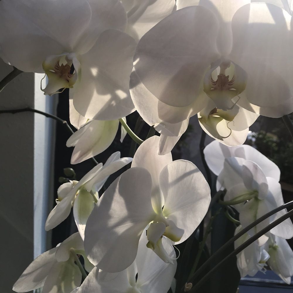 Avalon Nail Salon - Orchid view from wonderful massage chair! Thuy (owner) has a variety of plants in her picture windows! - Nail Salons Near Me - Houston, Texas