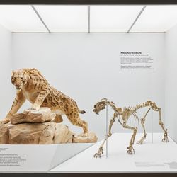 Naturhistorisches Museum Basel - Dauerausstellung Mammut & Säbelzahntiger  © Gregor Brändli
