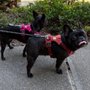Photo of Foxy Friends Dog Care