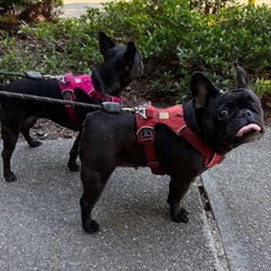 Foxy Friends Dog Care - My girls