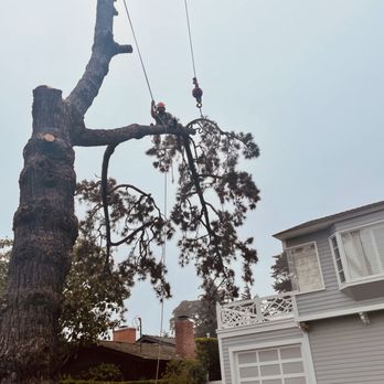 The Forestry Guys - Tree Services Near Me The Forestry Guys - Tree Services Near Me