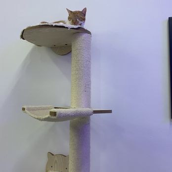 Purr-fecto Cat Lounge - Animal Shelters Near Me - Austin, Texas Purr-fecto Cat Lounge - Animal Shelters Near Me - Austin, Texas