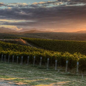 Spy Valley Wines - Marlborough valley vines - Wine Tours Near Me - Blenheim, MBH