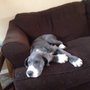 Photo of Backyard Babies Pet Grooming
