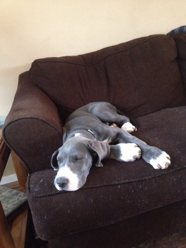 BACKYARD BABIES PET GROOMING Updated June 2024 2413 Hobbs Rd