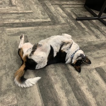US Army Recruiting Station - Pet appreciation because we love our furry family members! - Public Services & Government Near Me - Brea, California US Army Recruiting Station - Pet appreciation because we love our furry family members! - Public Services & Government Near Me - Brea, California