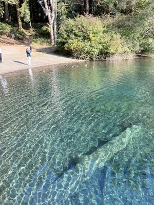 Fairholme Campground by null