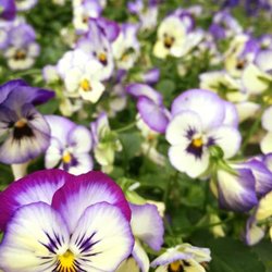 Hillview Garden & Floral
