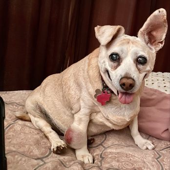TENDER PAWS ANIMAL HOSPITAL - Updated January 2025 - 26 Reviews 