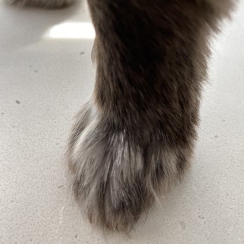 Outlet Mobile Pet Grooming - Cute little feet - Pet Groomers Near Me