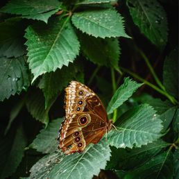 Blue Morpho Blue Morpho