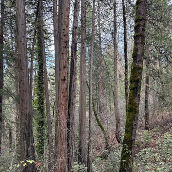 Deer Creek Tribute Trail - View from trail - Hiking Near Me - Nevada City, California