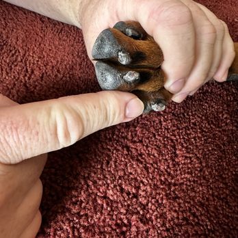 Perfect Pet Salon - Pet Groomers Near Me - Concord, California