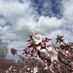Apple University Village - Cherry blossoms at Seward Park that I took on my new phone!!
