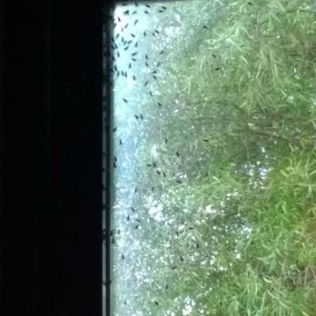 Edgewater - A colony of flies in the window. - Hotels Near Me - Laughlin, Nevada Edgewater - A colony of flies in the window. - Hotels Near Me - Laughlin, Nevada