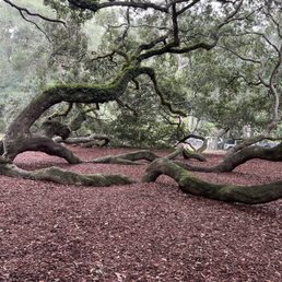 Limbs from Angel Oak