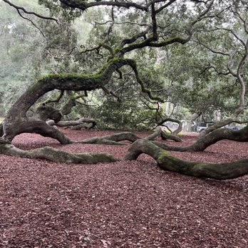 Angel Oak - Limbs from Angel Oak - Parks Near Me - Johns Island, South Carolina Angel Oak - Limbs from Angel Oak - Parks Near Me - Johns Island, South Carolina