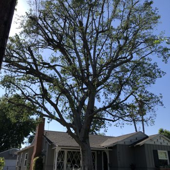 Castillo Tree Service - Tree Services Near Me