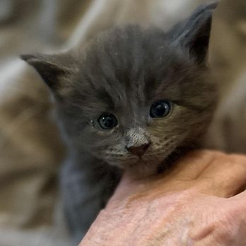 Kittie Capers Maine Coon Kittens - Pet Breeders Near Me Kittie Capers Maine Coon Kittens - Pet Breeders Near Me