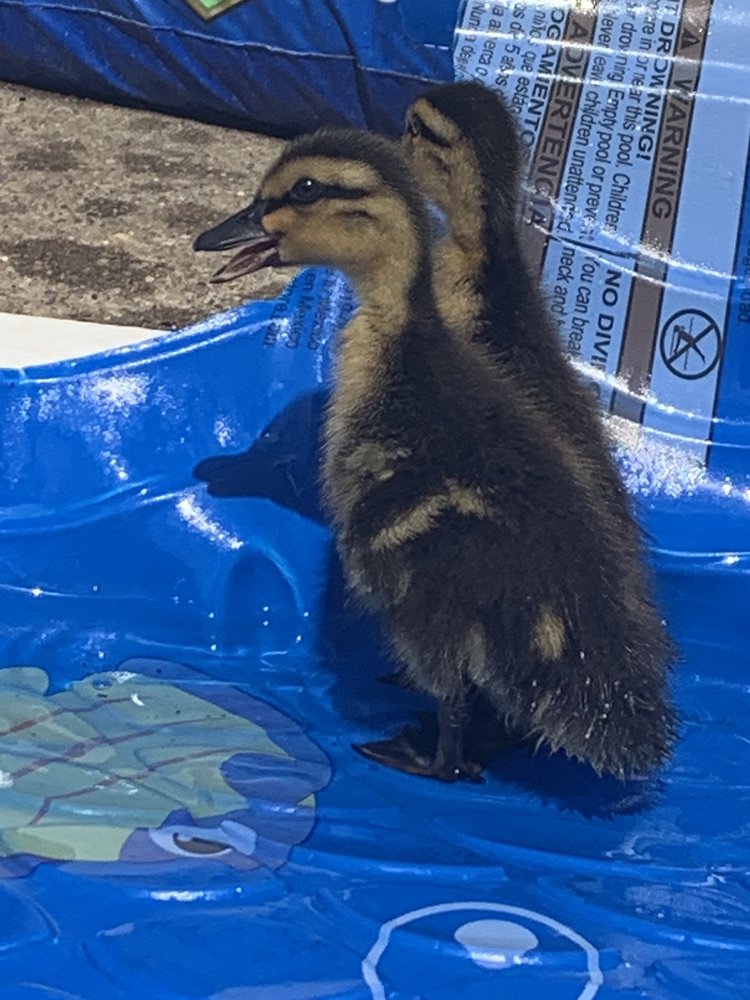 RURAL KING 11 Photos 4265 Mall Dr, Steubenville, Ohio Farming