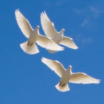 My White Doves - Doves in flight - Party & Event Planning Near Me My White Doves - Doves in flight - Party & Event Planning Near Me