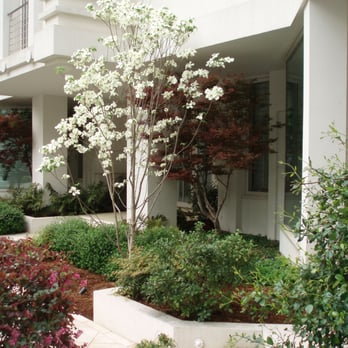 Accent Design - a white flowering tree in front of a white building - Landscaping Near Me - Chapel Hill, North Carolina