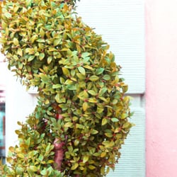 Gretener Blumen AG - Kunst am Strauch: Besser als eine Mickey-Mouse-Figur