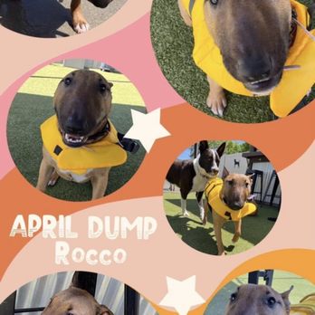 The Animal Den - Rocco in his life jacket. - Pet Groomers Near Me - Sacramento, California The Animal Den - Rocco in his life jacket. - Pet Groomers Near Me - Sacramento, California