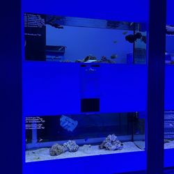 A Reef Creation - Fish