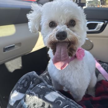 Plush Puppy - Happy little girl after her bath at plush - Pet Groomers Near Me - Newbury Park, California Plush Puppy - Happy little girl after her bath at plush - Pet Groomers Near Me - Newbury Park, California